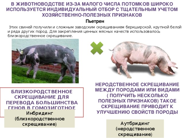 Близкородственное скрещивание получение чистых линий скрещивание. Схема промышленного скрещивания свиней. Гибридизация свиней. Гибридизация в свиноводстве. Селекция животных неродственное скрещивание.