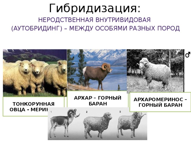Гибридизация: Неродственная внутривидовая (аутобридинг) – между особями разных пород Архар – горный баран Архаромеринос – горный баран Тонкорунная овца - меринос