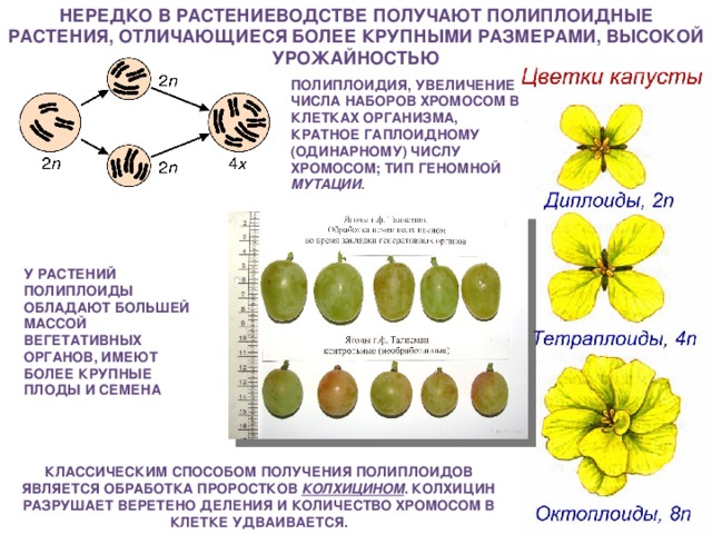 Нередко в растениеводстве получают полиплоидные растения, отличающиеся более крупными размерами, высокой урожайностью ПОЛИПЛОИДИЯ, увеличение числа наборов хромосом в клетках организма, кратное гаплоидному (одинарному) числу хромосом; тип геномной мутации . У растений полиплоиды обладают большей массой вегетативных органов, имеют более крупные плоды и семена Классическим способом получения полиплоидов является обработка проростков колхицином . Колхицин разрушает веретено деления и количество хромосом в клетке удваивается.