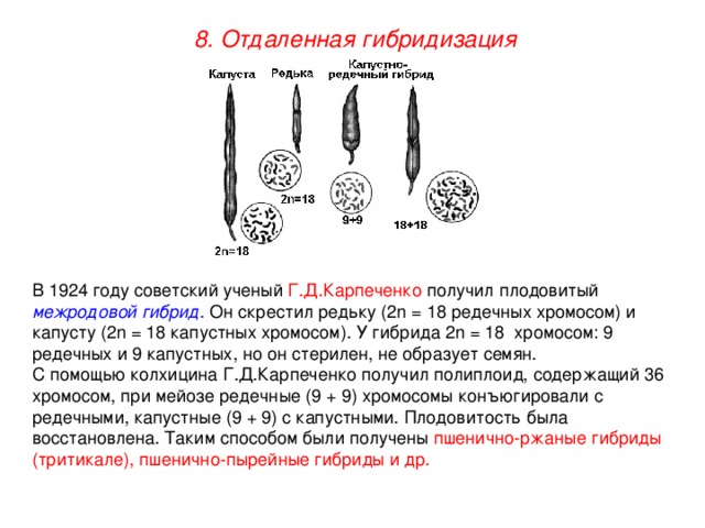 8. Отдаленная гибридизация В 1924 году советский ученый Г.Д.Карпеченко получил плодовитый межродовой гибрид . Он скрестил редьку (2n = 18 редечных хромосом) и капусту (2n = 18 капустных хромосом). У гибрида 2n = 18 хромосом: 9 редечных и 9 капустных, но он стерилен, не образует семян. С помощью колхицина Г.Д.Карпеченко получил полиплоид, содержащий 36 хромосом, при мейозе редечные (9 + 9) хромосомы конъюгировали с редечными, капустные (9 + 9) с капустными. Плодовитость была восстановлена. Таким способом были получены пшенично-ржаные гибриды (тритикале), пшенично-пырейные гибриды и др.