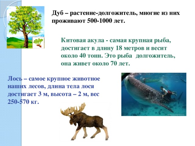 Дуб – растение-долгожитель, многие из них проживают 500-1000 лет. Китовая акула - самая крупная рыба, достигает в длину 18 метров и весит около 40 тонн. Это рыба долгожитель, она живет около 70 лет. Лось – самое крупное животное наших лесов, длина тела лося достигает 3 м, высота – 2 м, вес 250-570 кг.