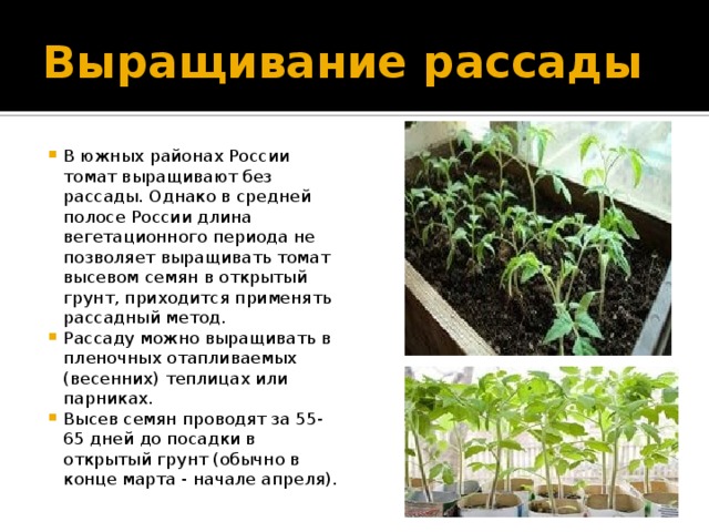 Выращивание рассады