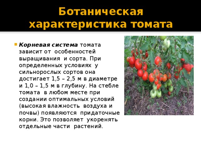 Томат растение биология. Объем корневой системы томатов. Корневая система помидор. Строение помидора. Тип корневой системы томата.