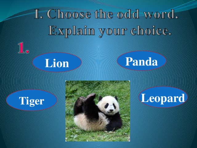 Panda Lion Leopard Tiger