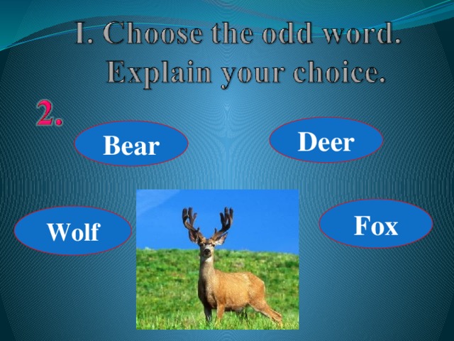 Deer Bear Fox Wolf