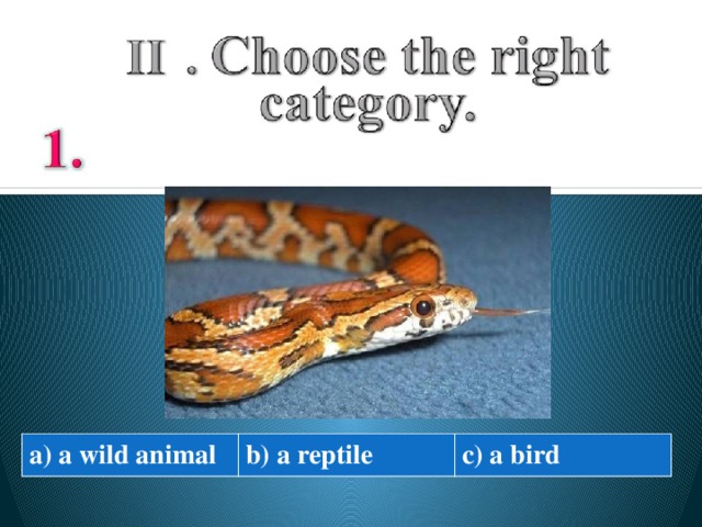 a) a wild animal b) a reptile c) a bird