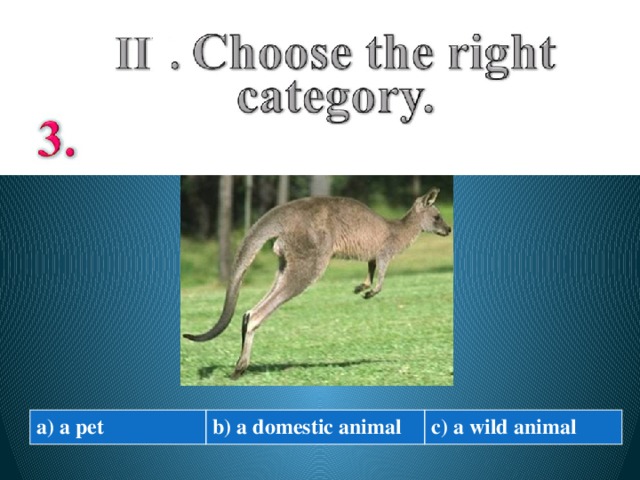 a ) a pet b) a domestic animal c) a wild animal