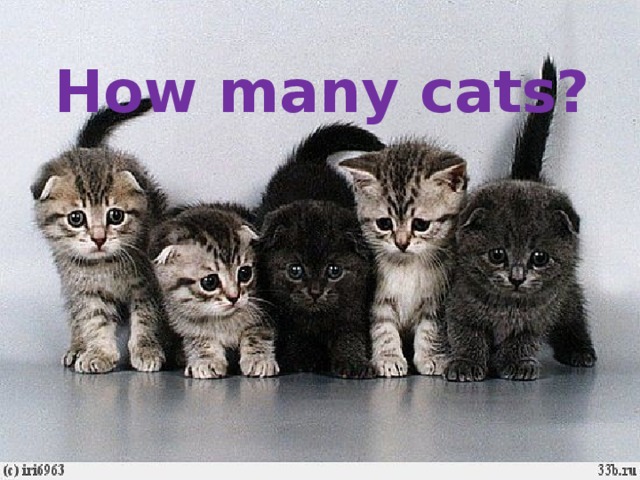 How many cats?