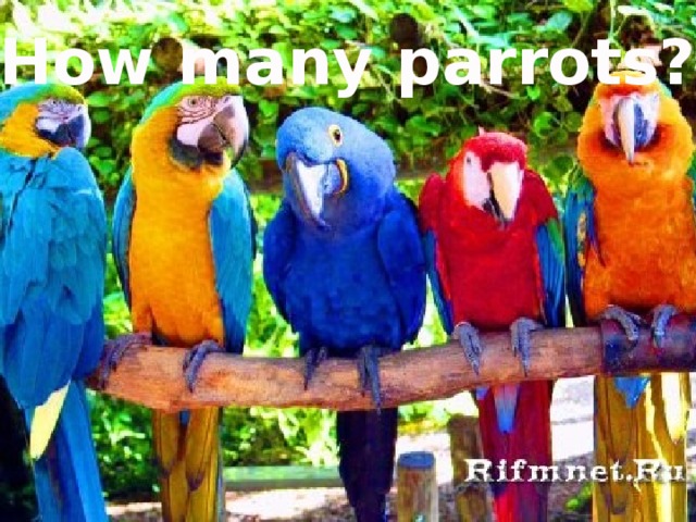 How many parrots?