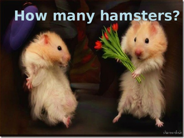 How many hamsters?
