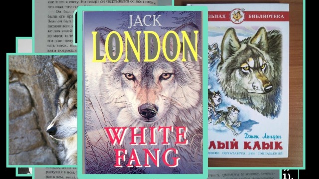 Джек Лондон (1876-1916) White Fang (1906 ) За неполных 20 лет литературной деятельности Джек Лондон создал свыше 200 рассказов, 20 романов и 3 пьесы. Тематика его произведений не менее разнообразна, чем его жизнь. Наиболее известен цикл его произведений, условно называемый «Северная Одиссея», куда входят, наряду с другими, повести «Зов предков» (1903) и «Белый клык» (1906), рассказы «Закон жизни» (1901), «Любовь к жизни» (1905), «Костер» (1908). Американский писатель, социалист, общественный деятель, наиболее известен как автор приключенческих рассказов и романов.