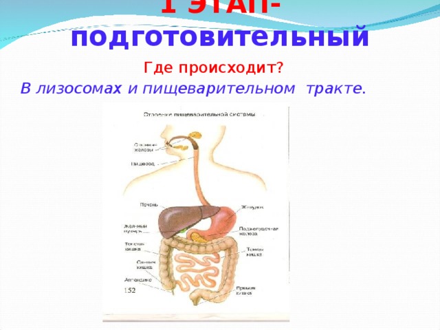 1 ЭТАП- подготовительный Где происходит? В лизосомах и пищеварительном тракте.