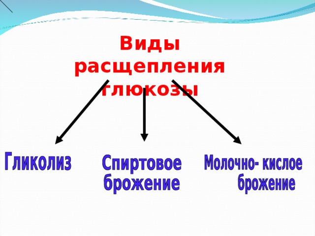 Виды расщепления глюкозы