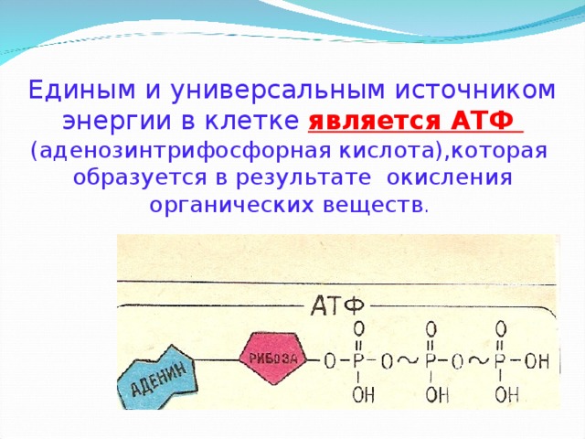 Окисление органических веществ в клетках