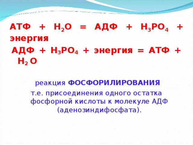 АТФ + Н 2 О = АДФ + Н 3 РО 4 + энергия   АДФ + Н 3 РО 4 + энергия = АТФ + Н 2 О   реакция ФОСФОРИЛИРОВАНИЯ т.е. присоединения одного остатка фосфорной кислоты к молекуле АДФ (аденозиндифосфата).