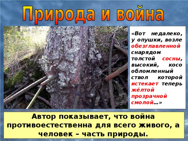 «Вот недалеко, у опушки, возле обезглавленной снарядом толстой сосны , высокий, косо обломленный ствол которой истекает теперь жёлтой прозрачной смолой …» Автор показывает, что война противоестественна для всего живого, а человек – часть природы.