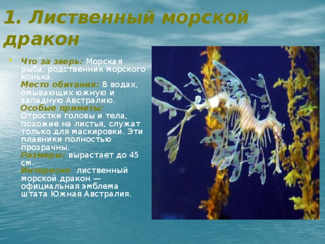 1. Лиственный морской дракон