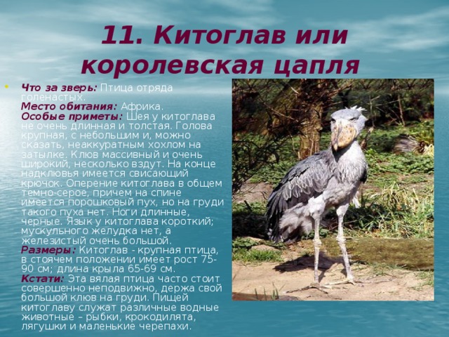 11. Китоглав или королевская  цапля