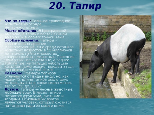 20. Тапир