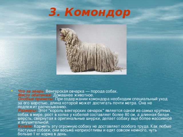 3. Комондор