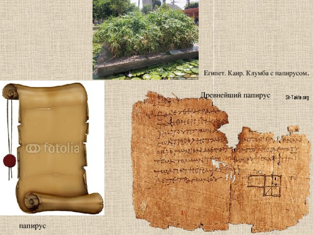 Египет. Каир. Клумба с папирусом . Древнейший папирус папирус