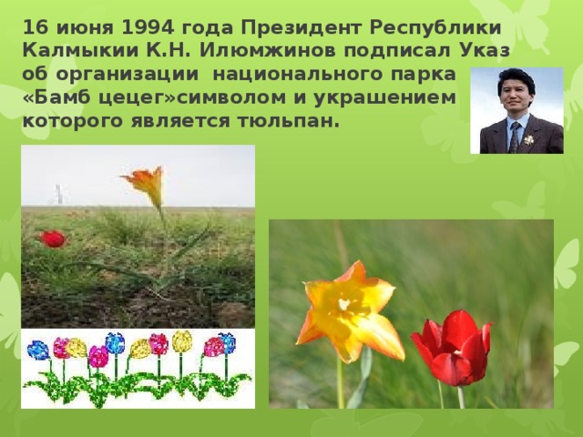 16 июня 1994 года Президент Республики Калмыкии К.Н. Илюмжинов подписал Указ об организации национального парка «Бамб цецег»символом и украшением которого является тюльпан.