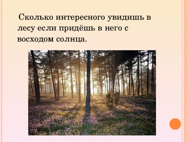 Сколько интересного увидишь в лесу если придёшь в него с восходом солнца.