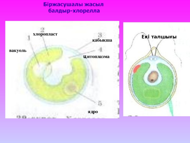 хлоропласт Екі талшығы қабықша вакуоль ц итоплазма ядро