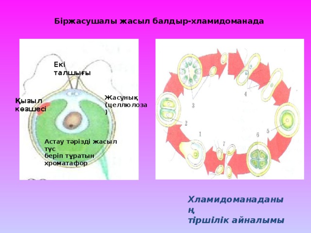 Біржасушалы жасыл балдыр-хламидоманада Екі талшығы Жасунық (целлюлоза) Қызыл көзшесі Астау тәрізді жасыл түс беріп тұратын хроматафор  Хламидоманаданың тіршілік айналымы