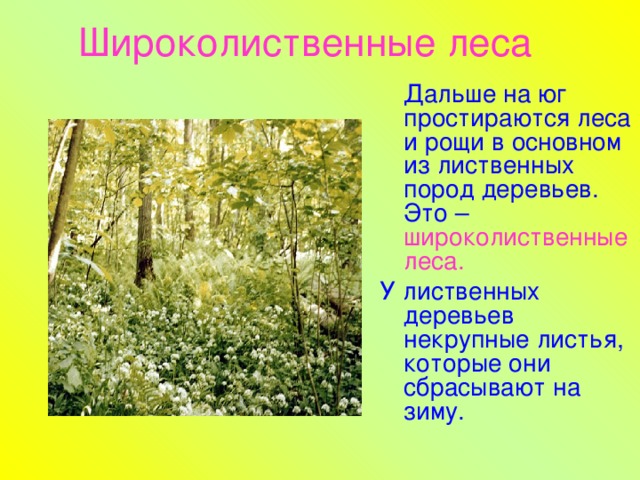 Широколиственные леса   Дальше на юг простираются леса и рощи в основном из лиственных пород деревьев. Это – широколиственные леса. У лиственных деревьев некрупные листья, которые они сбрасывают на зиму.