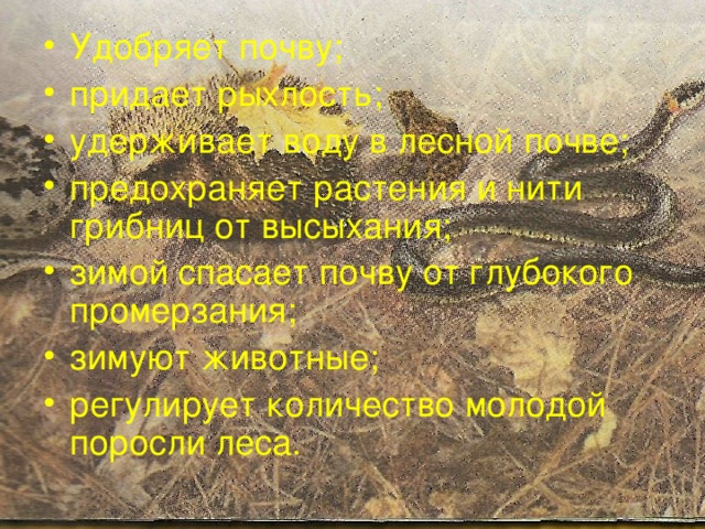 Удобряет почву; придает рыхлость; удерживает воду в лесной почве; предохраняет растения и нити грибниц от высыхания; зимой спасает почву от глубокого промерзания; зимуют животные; регулирует количество молодой поросли леса.