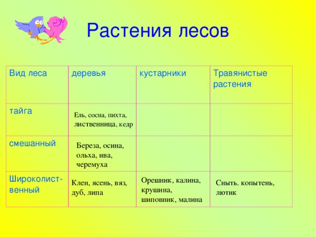 Растения лесов Вид леса деревья тайга кустарники смешанный Травянистые растения Широколист - венный Ель, сосна, пихта, лиственница , кедр Береза, осина, ольха, ива, черемуха Орешник, калина, крушина, шиповник, малина Клен, ясень, вяз, дуб, липа Сныть. копытень, лютик