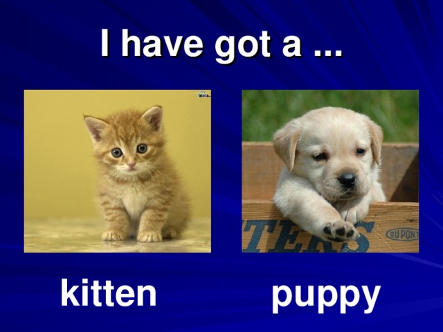 I have got a ... kitten puppy