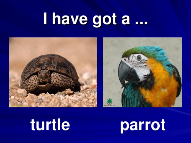 I have got a ... turtle parrot