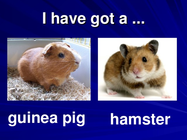 I have got a ... guinea pig hamster