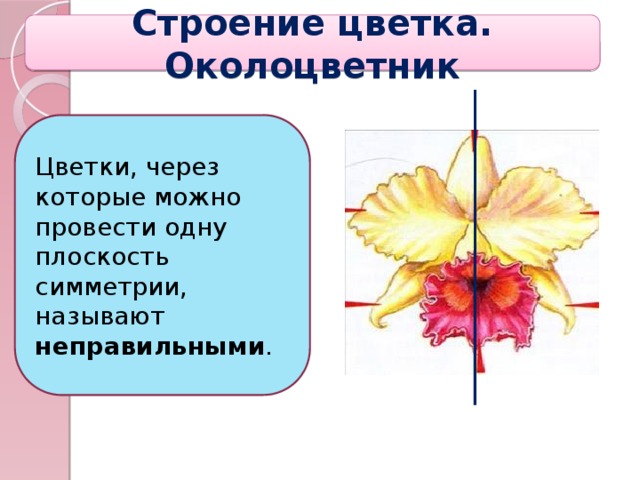 Строение цветка. Околоцветник Цветки, через которые можно провести одну плоскость симметрии, называют неправильными .