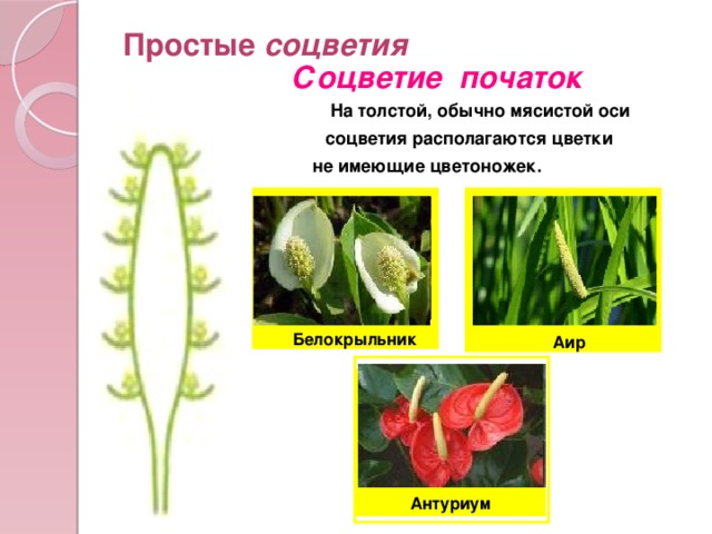 Простые соцветия Соцветие початок На толстой, обычно мясистой оси соцветия располагаются цветки не имеющие цветоножек. Белокрыльник Аир Антуриум