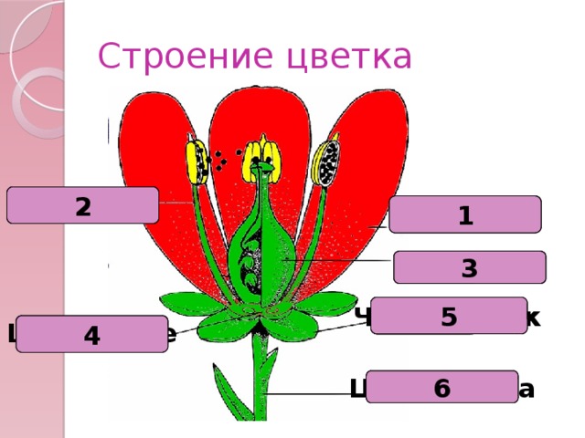 Строение цветка Тычинка 2 1 Лепесток 3 пестик Чашелистик 5 4 Цветоложе 6 Цветоножка