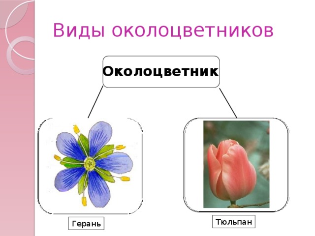 Виды околоцветников Околоцветник Тюльпан Герань