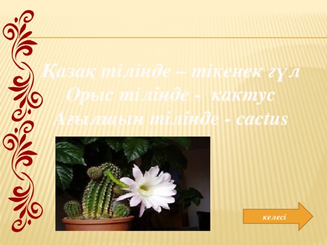 Қазақ тілінде – тікенек гүл Орыс тілінде - кактус Ағылшын тілінде - cactus келесі