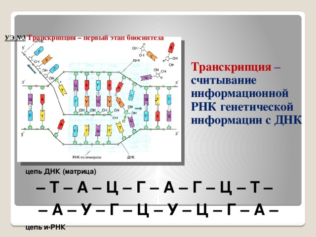 УЭ №3  Транскрипция – первый этап биосинтеза   Транскрипция – считывание информационной РНК генетической информации с ДНК цепь ДНК (матрица) – Т – А – Ц – Г – А – Г – Ц – Т – – А – У – Г – Ц – У – Ц – Г – А – цепь и-РНК