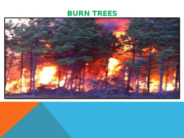 BURN TREES