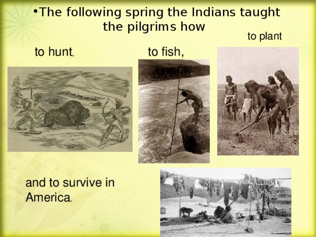 The  following spring the Indians taught  the pilgrims how