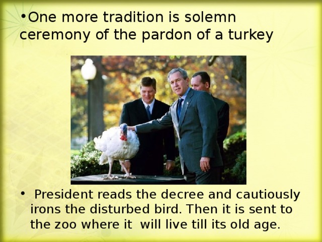 One more tradition is solemn ceremony of the pardon of a turkey  President reads the decree and cautiously irons the disturbed bird. Then it is sent to the zoo where it will live till its old age.