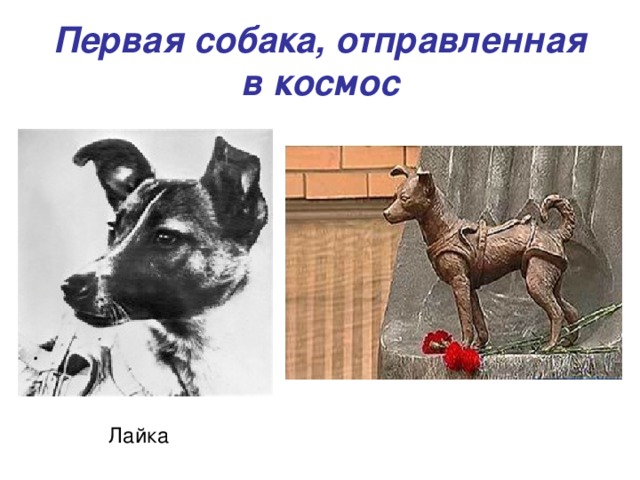 Первая собака, отправленная в космос  Лайка