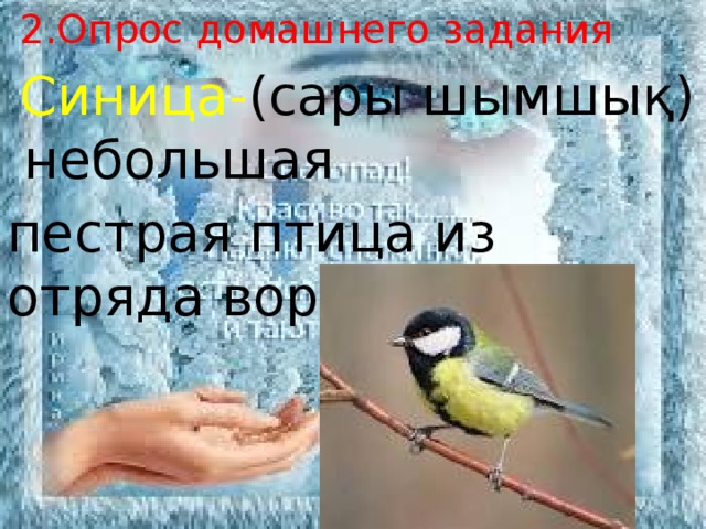 2.Опрос домашнего задания  Синица- (сары шымшық) небольшая пестрая птица из отряда воробьиных.