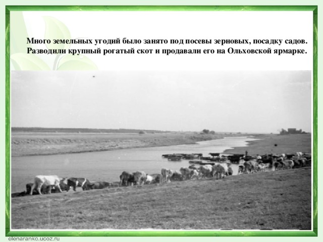 Много земельных угодий было занято под посевы зерновых, посадку садов. Разводили крупный рогатый скот и продавали его на Ольховской ярмарке.