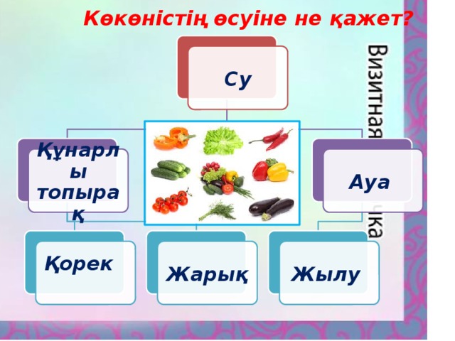 Көкөністің өсуіне не қажет? Су Құнарлы топырақ Ауа Қорек Жарық Жылу