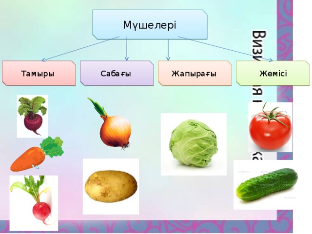 Мүшелері Жемісі Жапырағы Сабағы Тамыры