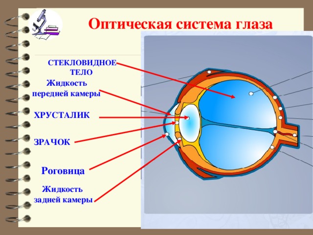 Оптическая система глаза  СТЕКЛОВИДНОЕ ТЕЛО Жидкость передней камеры ХРУСТАЛИК ЗРАЧОК Роговица Жидкость задней камеры